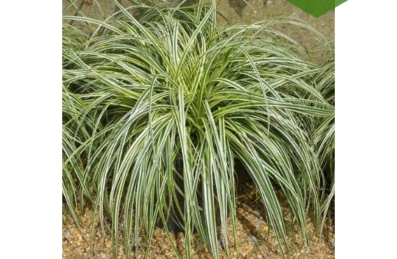 Осока охіменська 'Мунлайт', Carex oshimensis 'Moonlight', Р9 - Зображення 4