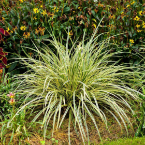 Осока птахонога 'Варієгата', Carex ornithopoda 'Variegata', Р9