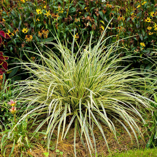 Осока птахонога 'Варієгата', Carex ornithopoda 'Variegata', Р9
