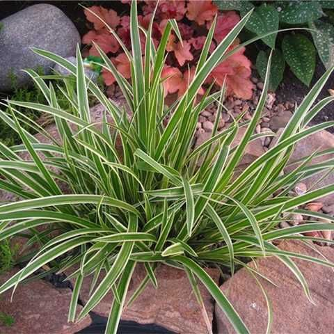 Осока птахонога 'Варієгата', Carex ornithopoda 'Variegata', Р9 - Зображення 2