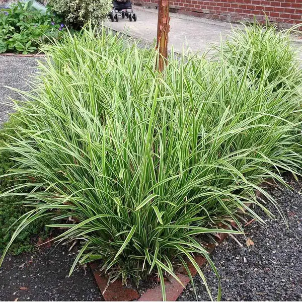 Осока птахонога 'Варієгата', Carex ornithopoda 'Variegata', Р9 - Зображення 3