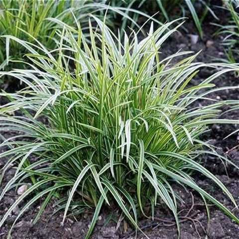Осока птахонога 'Варієгата', Carex ornithopoda 'Variegata', Р9 - Зображення 4