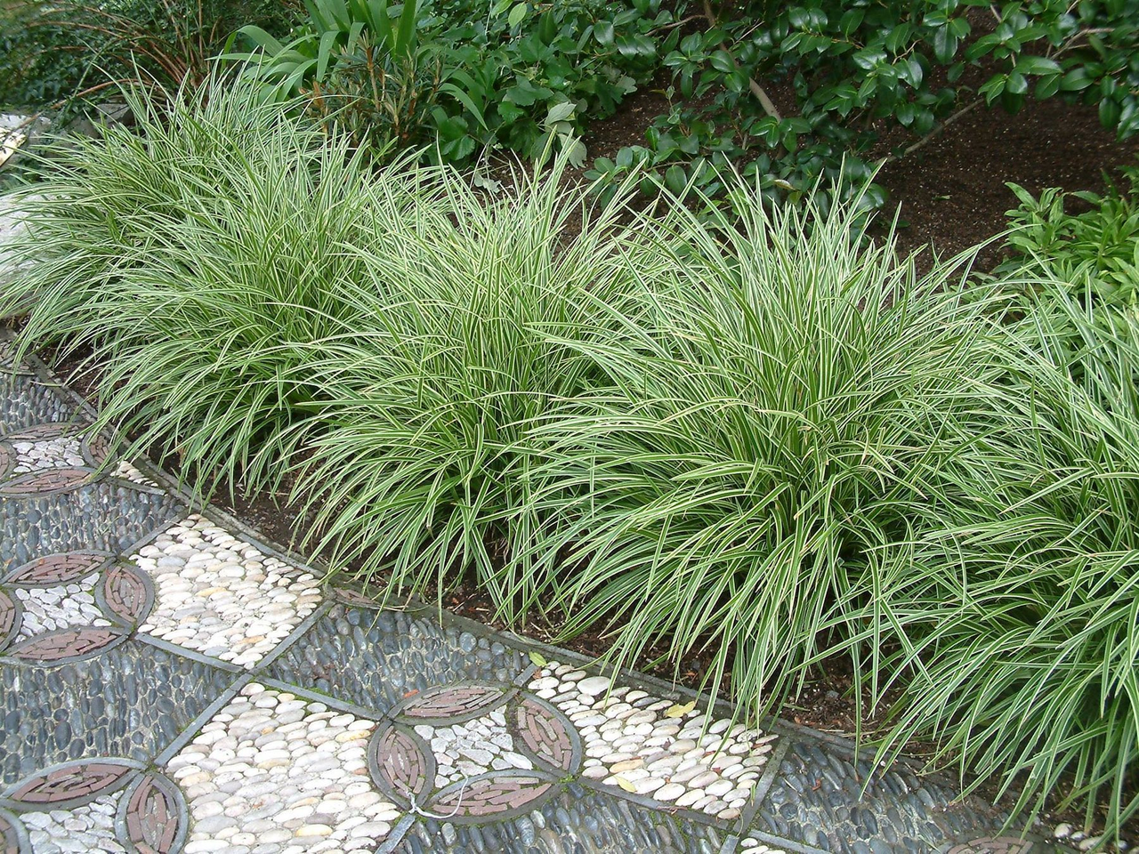 Осока птахонога 'Варієгата', Carex ornithopoda 'Variegata', Р9 - Зображення 5