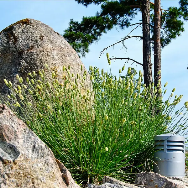 Сеслерія блакитна, Sesleria сaerulea, Р9 - Зображення 2