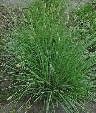 Сеслерія блакитна, Sesleria сaerulea, Р9 - Зображення 3