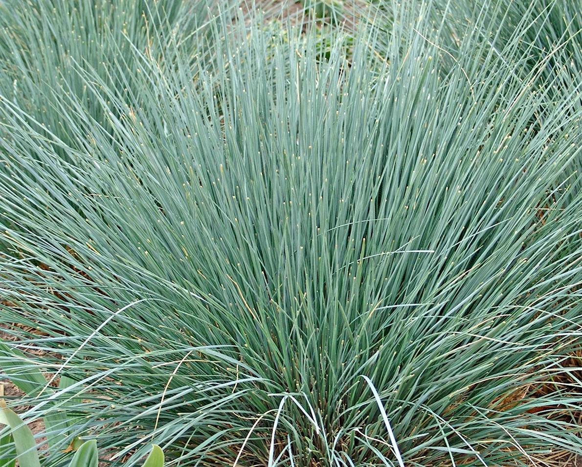 Сеслерія блакитна, Sesleria сaerulea, Р9 - Зображення 4