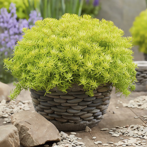 Очиток скальний 'Ангеліна', Sedum rupestre 'Angelina', Р9 - Зображення 2