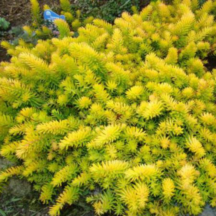 Очиток скальний 'Ангеліна', Sedum rupestre 'Angelina', Р9 - Зображення 3