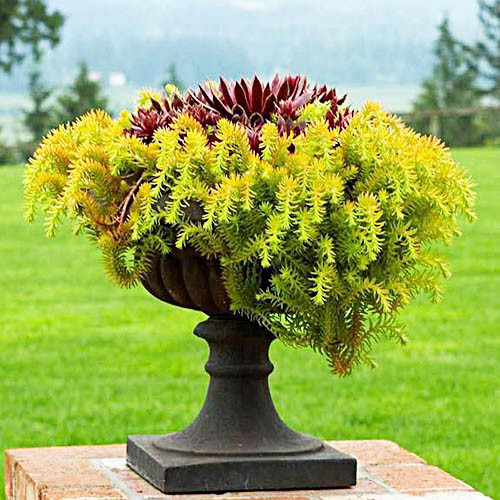 Очиток скальний 'Ангеліна', Sedum rupestre 'Angelina', Р9 - Зображення 4