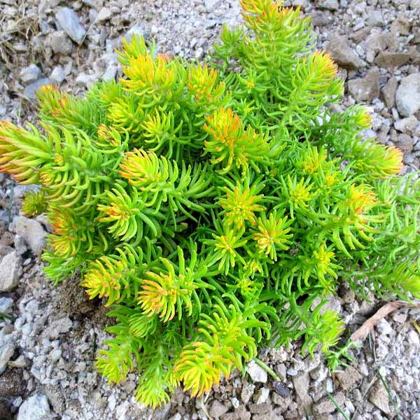 Очиток скальний 'Ангеліна', Sedum rupestre 'Angelina', Р9 - Зображення 5