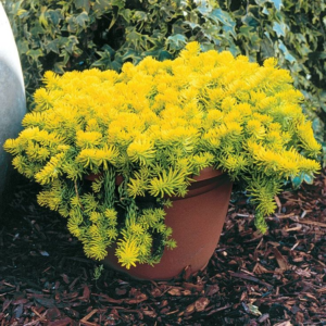 Очиток скальний 'Ангеліна', Sedum rupestre 'Angelina', Р9