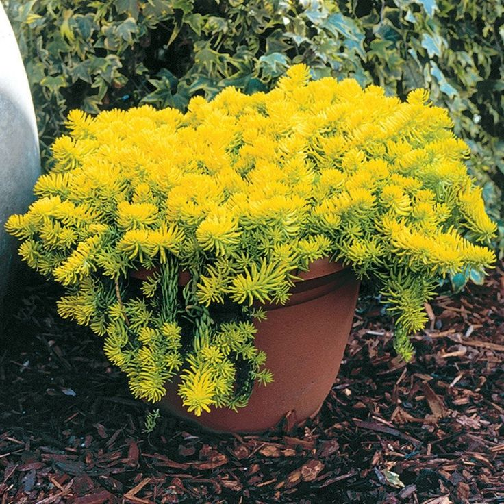 Очиток скальний 'Ангеліна', Sedum rupestre 'Angelina', Р9