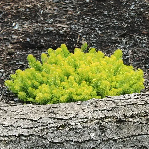 Очиток скальний 'Ангеліна', Sedum rupestre 'Angelina', Р9 - Зображення 6