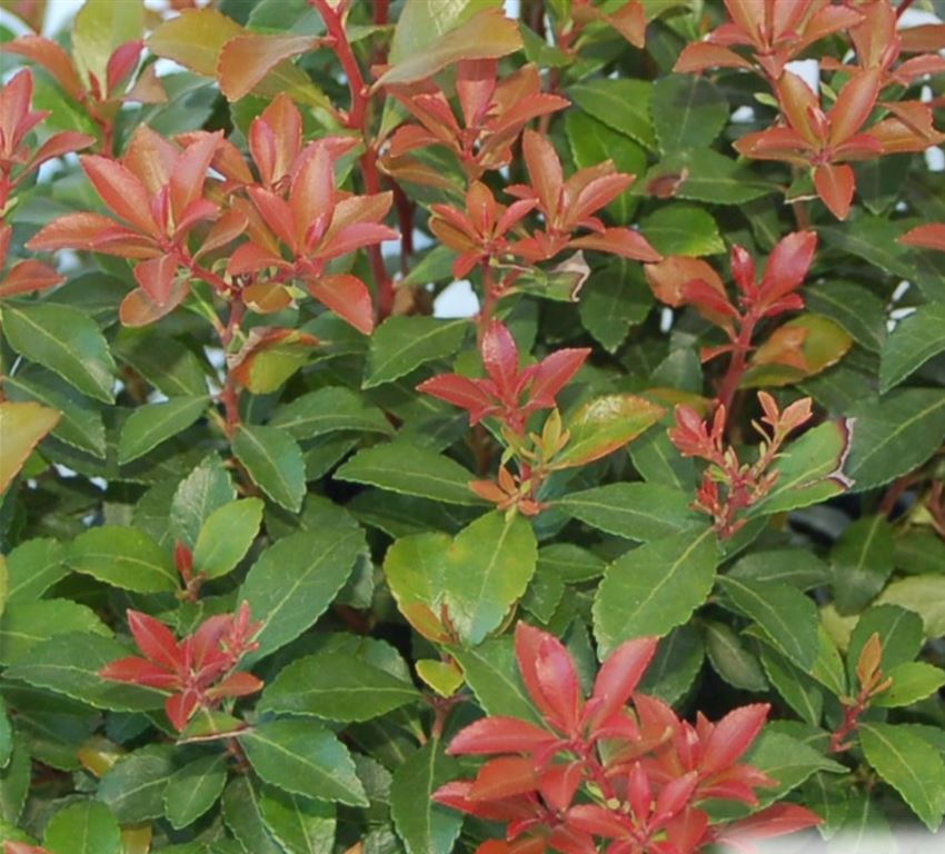 Пієрис японський "Літл Хелз Грін", Pieris japonica 'Little Heath Green', С1, 5 - Зображення 2