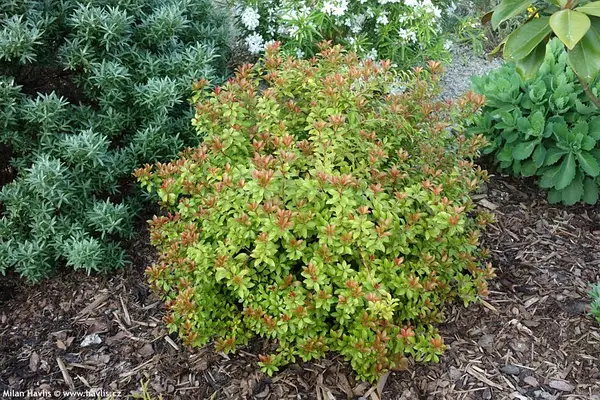 Пієрис японський "Літл Хелз Грін", Pieris japonica 'Little Heath Green', С1, 5 - Зображення 3