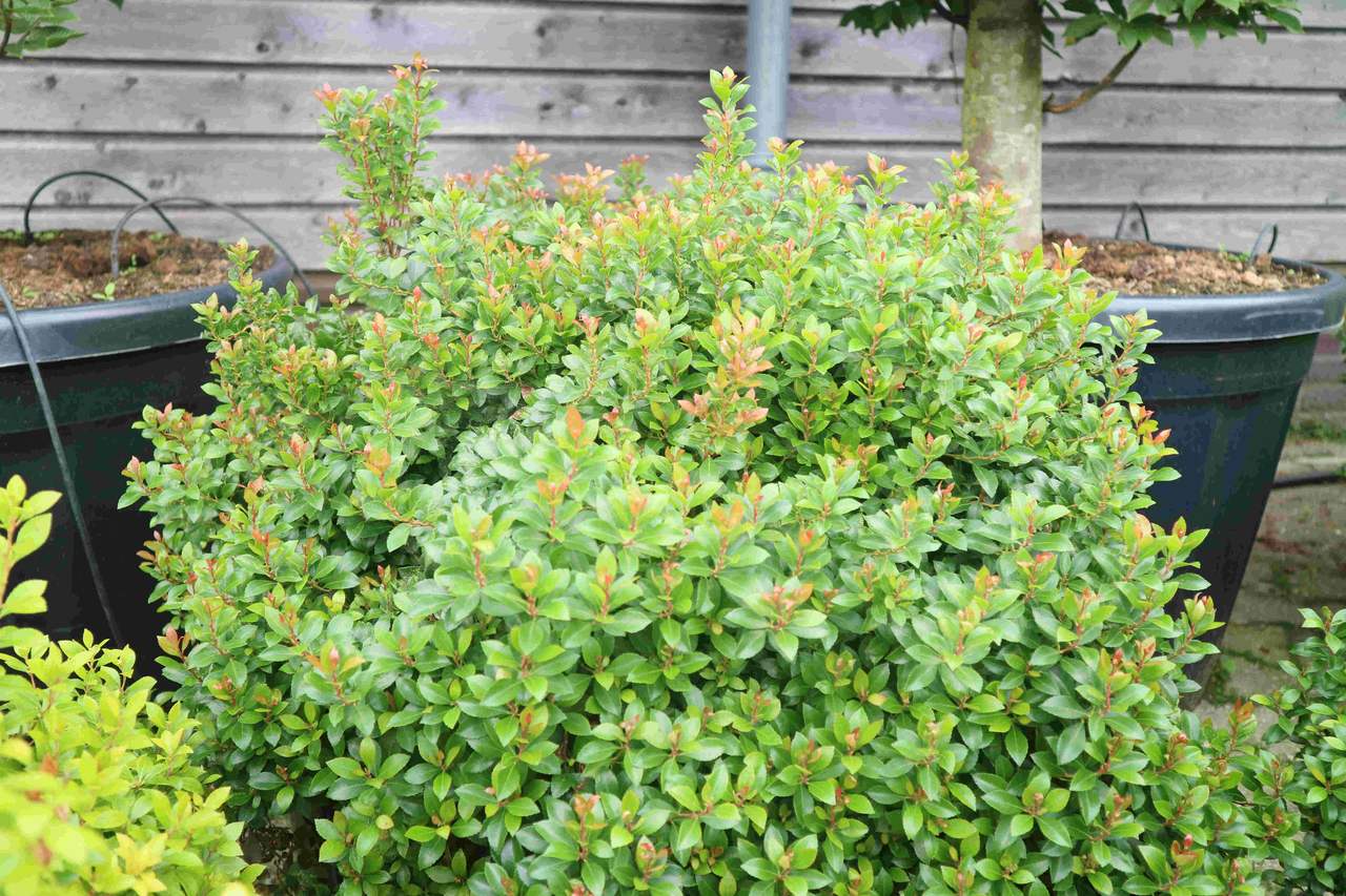 Пієрис японський "Літл Хелз Грін", Pieris japonica 'Little Heath Green', С1, 5 - Зображення 4