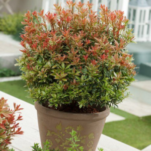 Пієрис японський "Літл Хелз Грін", Pieris japonica 'Little Heath Green', С1, 5