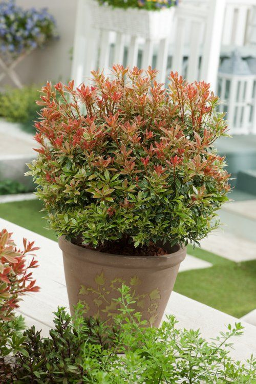 Пієрис японський "Літл Хелз Грін", Pieris japonica 'Little Heath Green', С1, 5