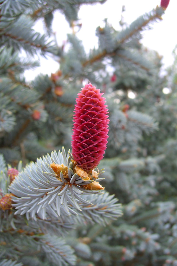 Ялина блакитна 'Хупсі', Picea pungens 'Hoopsii', С5 - Зображення 2