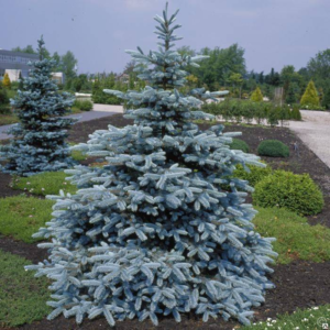 Ялина блакитна 'Хупсі', Picea pungens 'Hoopsii', С5