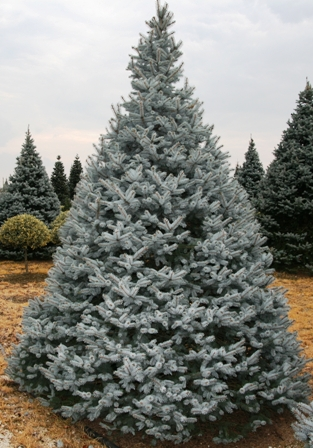 Ялина блакитна 'Хупсі', Picea pungens 'Hoopsii', С5 - Зображення 3