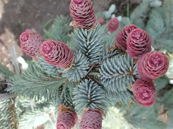 Ялина блакитна 'Хупсі', Picea pungens 'Hoopsii', С5 - Зображення 4