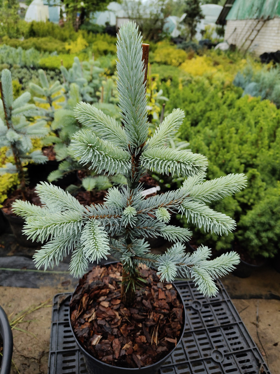 Ялина блакитна 'Хупсі', Picea pungens 'Hoopsii', С5 - Зображення 5