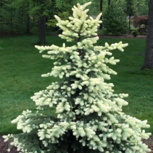 Ялина колюча "Білобок", Picea pungens "Bialobok", С5