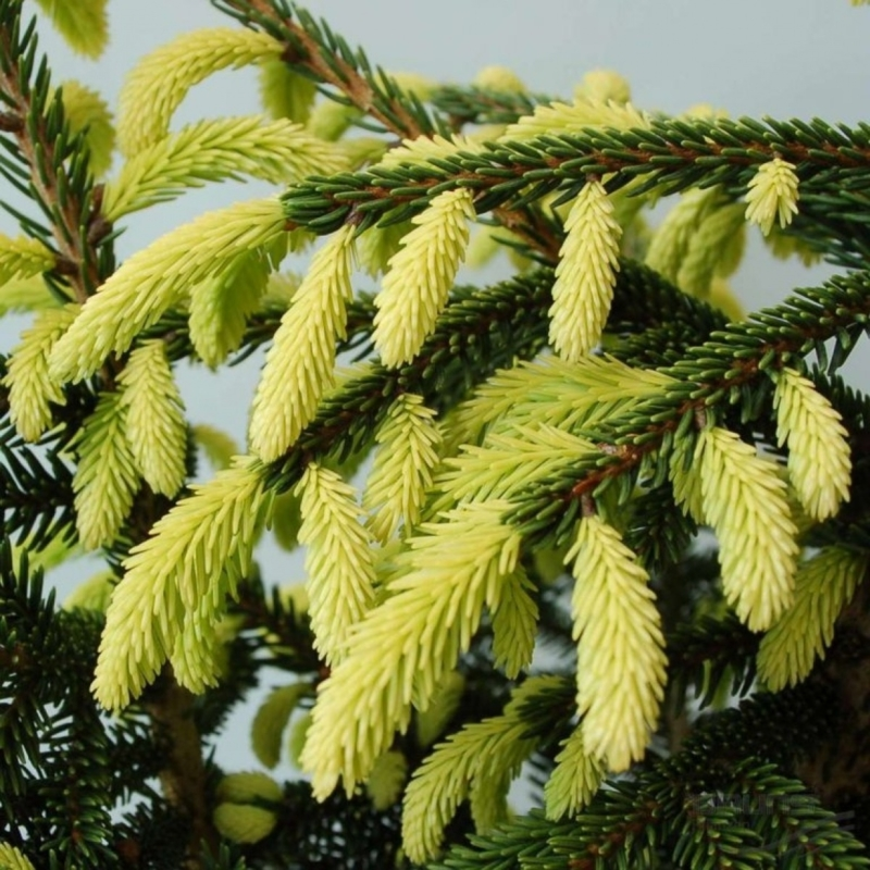 Ялина східна 'Ауреоспіката', Picea orientalis 'Aureospicata', С5 - Зображення 2
