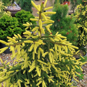 Ялина східна 'Ауреоспіката', Picea orientalis 'Aureospicata', С5