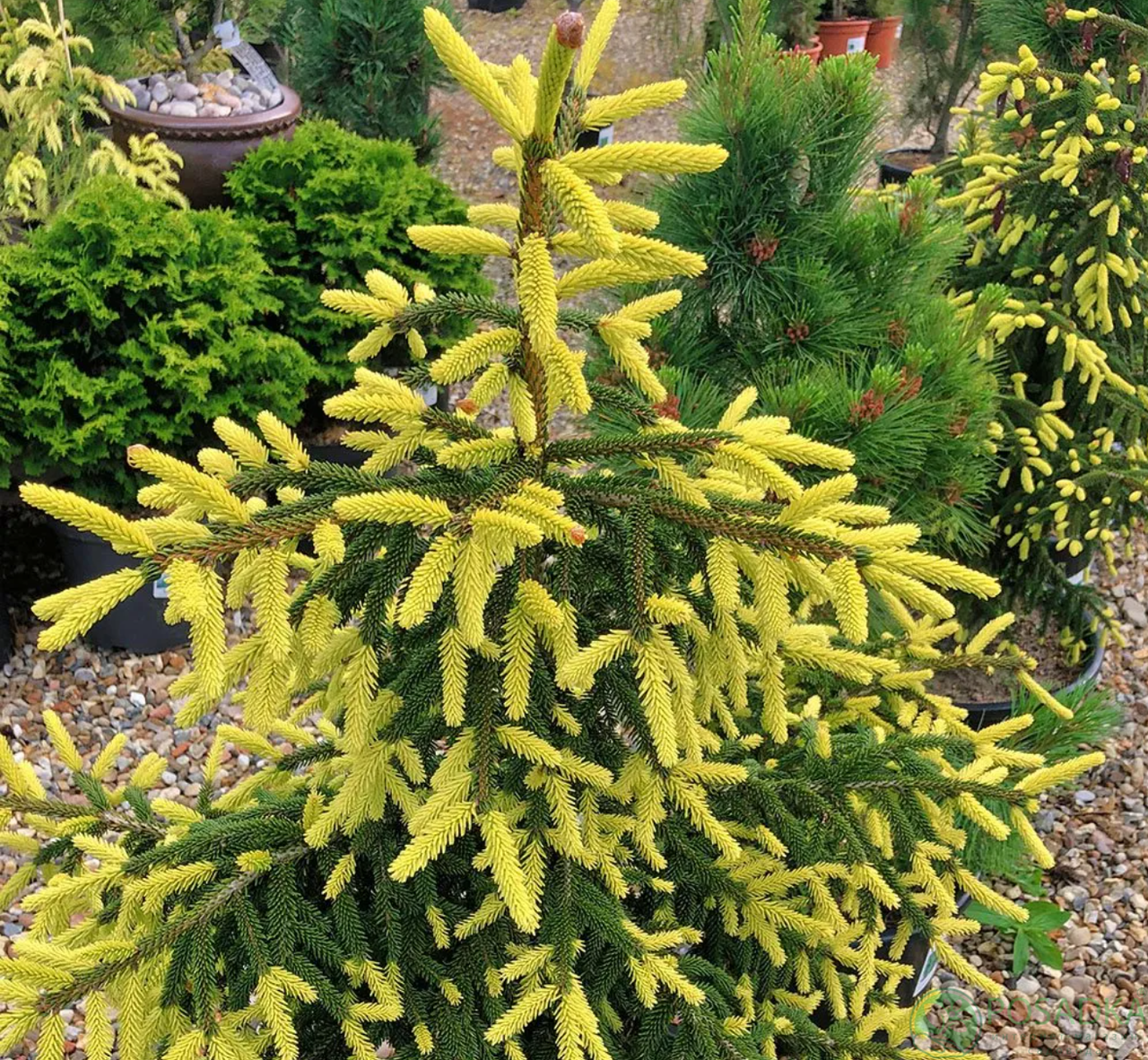 Ялина східна 'Ауреоспіката', Picea orientalis 'Aureospicata', С5