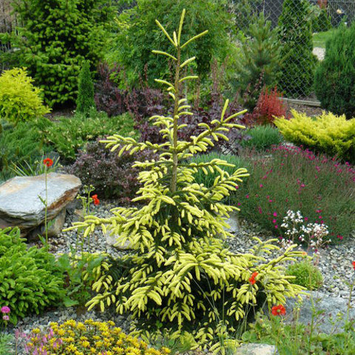 Ялина східна 'Ауреоспіката', Picea orientalis 'Aureospicata', С5 - Зображення 3