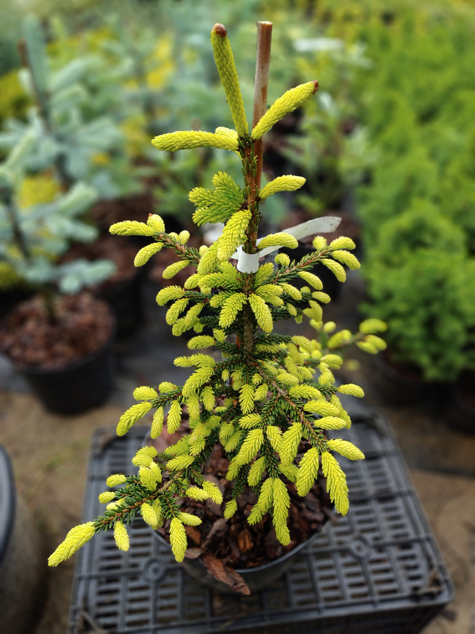 Ялина східна 'Ауреоспіката', Picea orientalis 'Aureospicata', С5 - Зображення 4