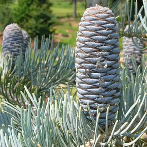 Ялиця каліфорнійська блакитна, Abies concolor glauca, С5 - Зображення 2
