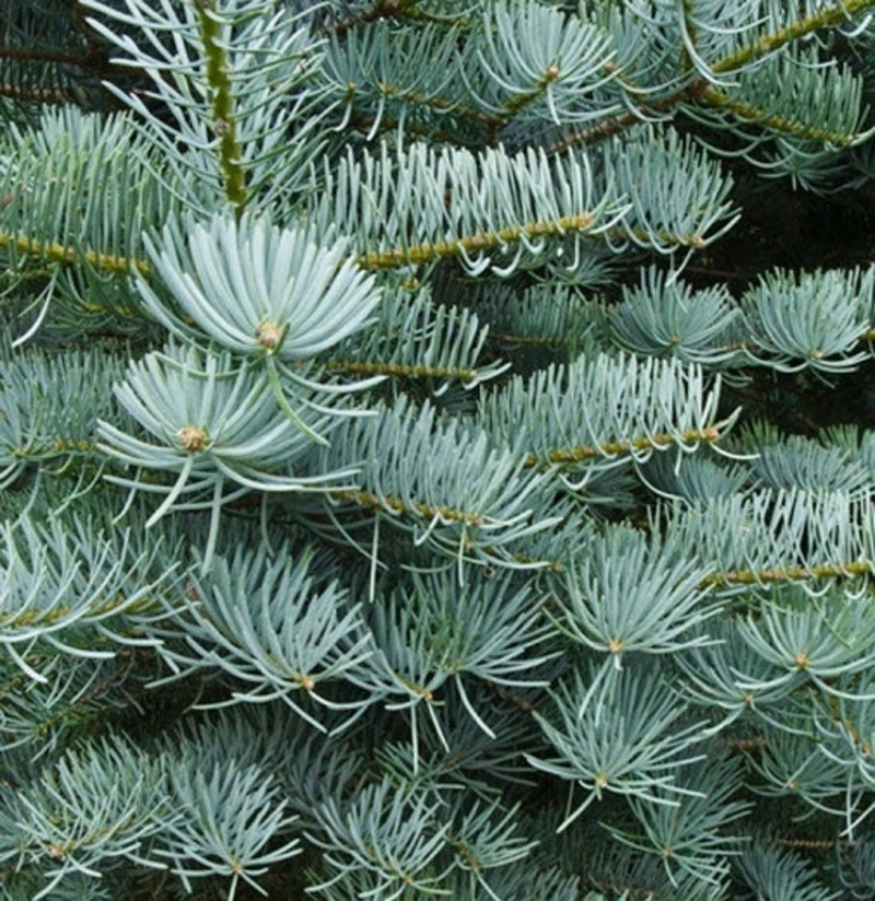 Ялиця каліфорнійська блакитна, Abies concolor glauca, С5 - Зображення 3