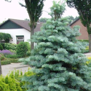 Ялиця каліфорнійська блакитна, Abies concolor glauca, С5