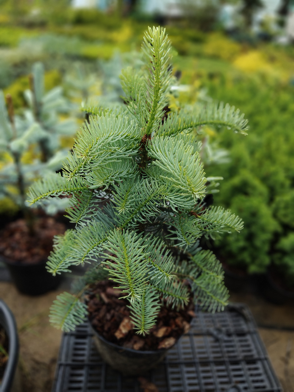 Ялиця каліфорнійська блакитна, Abies concolor glauca, С5 - Зображення 4