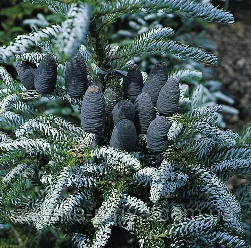 Ялиця корейська "Сільберлок", Abies koreana "Silberlocke", С5 - Зображення 2