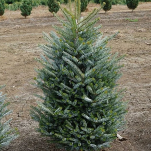 Ялиця корейська "Сільберлок", Abies koreana "Silberlocke", С5