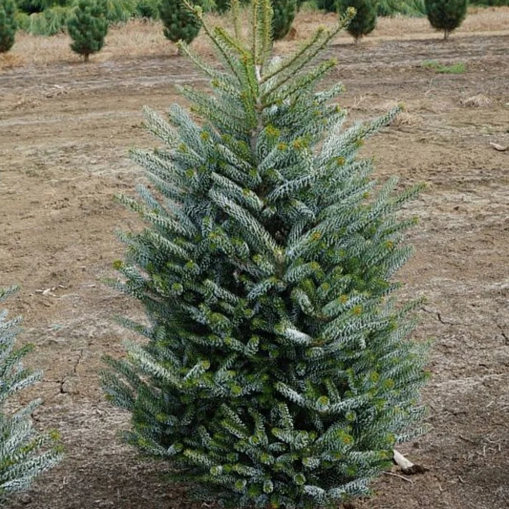 Ялиця корейська "Сільберлок", Abies koreana "Silberlocke", С5