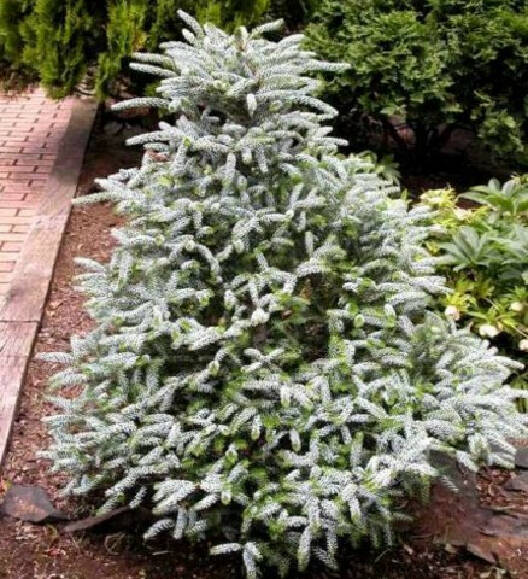 Ялиця корейська "Сільберлок", Abies koreana "Silberlocke", С5 - Зображення 3
