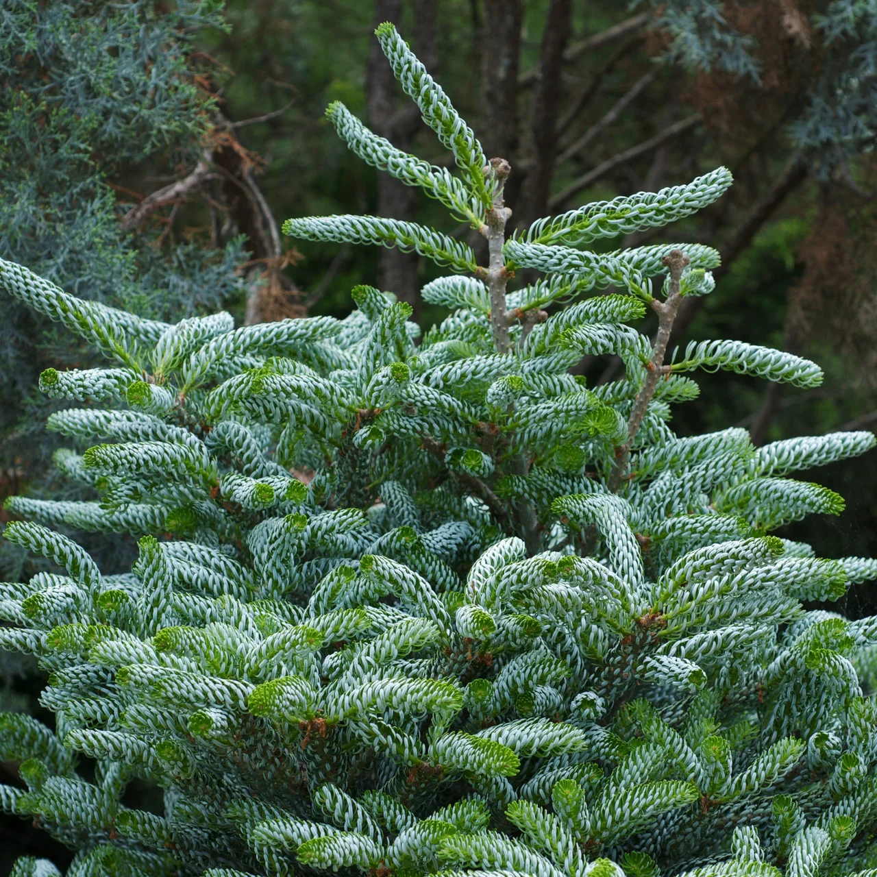 Ялиця корейська "Сільберлок", Abies koreana "Silberlocke", С5 - Зображення 4
