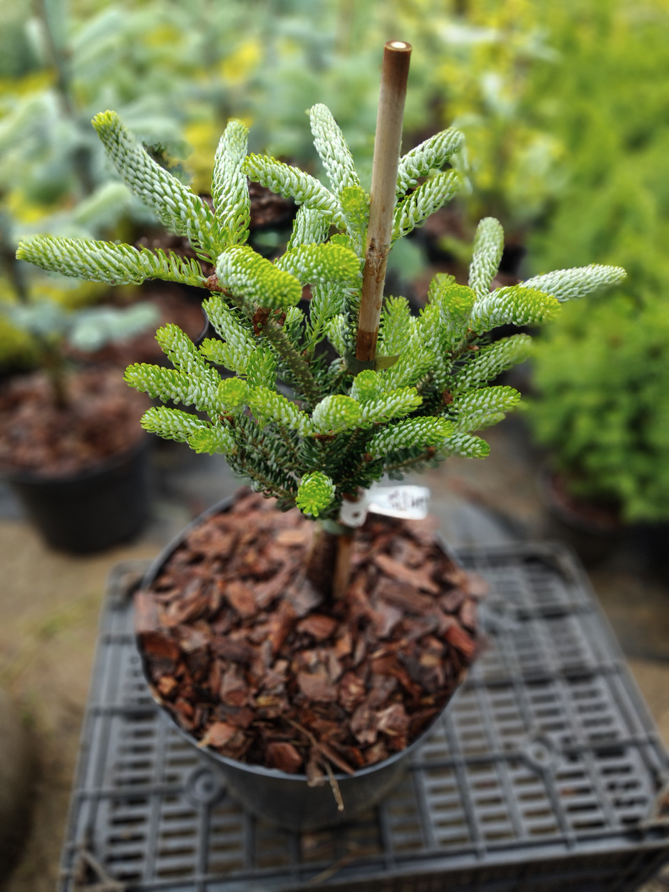 Ялиця корейська "Сільберлок", Abies koreana "Silberlocke", С5 - Зображення 5