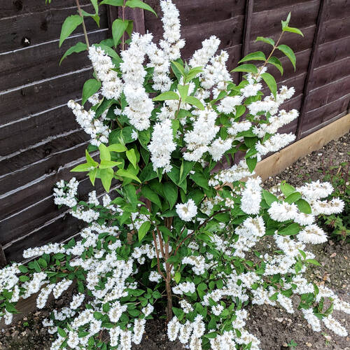 Дейція шорстка "Кандидісіма", Deutzia scabra "Candidissima", С1, 5