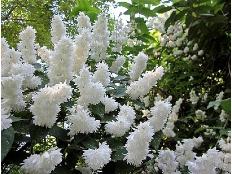 Дейція шорстка "Кандидісіма", Deutzia scabra "Candidissima", С1, 5 - Зображення 2