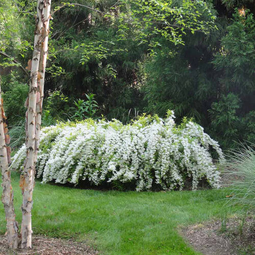 Дейція шорстка "Кандидісіма", Deutzia scabra "Candidissima", С1, 5 - Зображення 3
