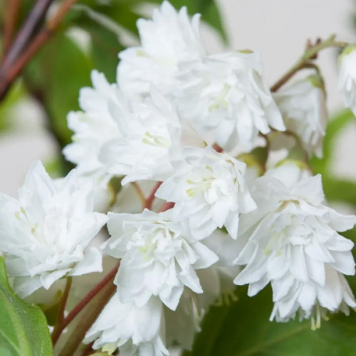 Дейція шорстка "Кандидісіма", Deutzia scabra "Candidissima", С1, 5 - Зображення 4