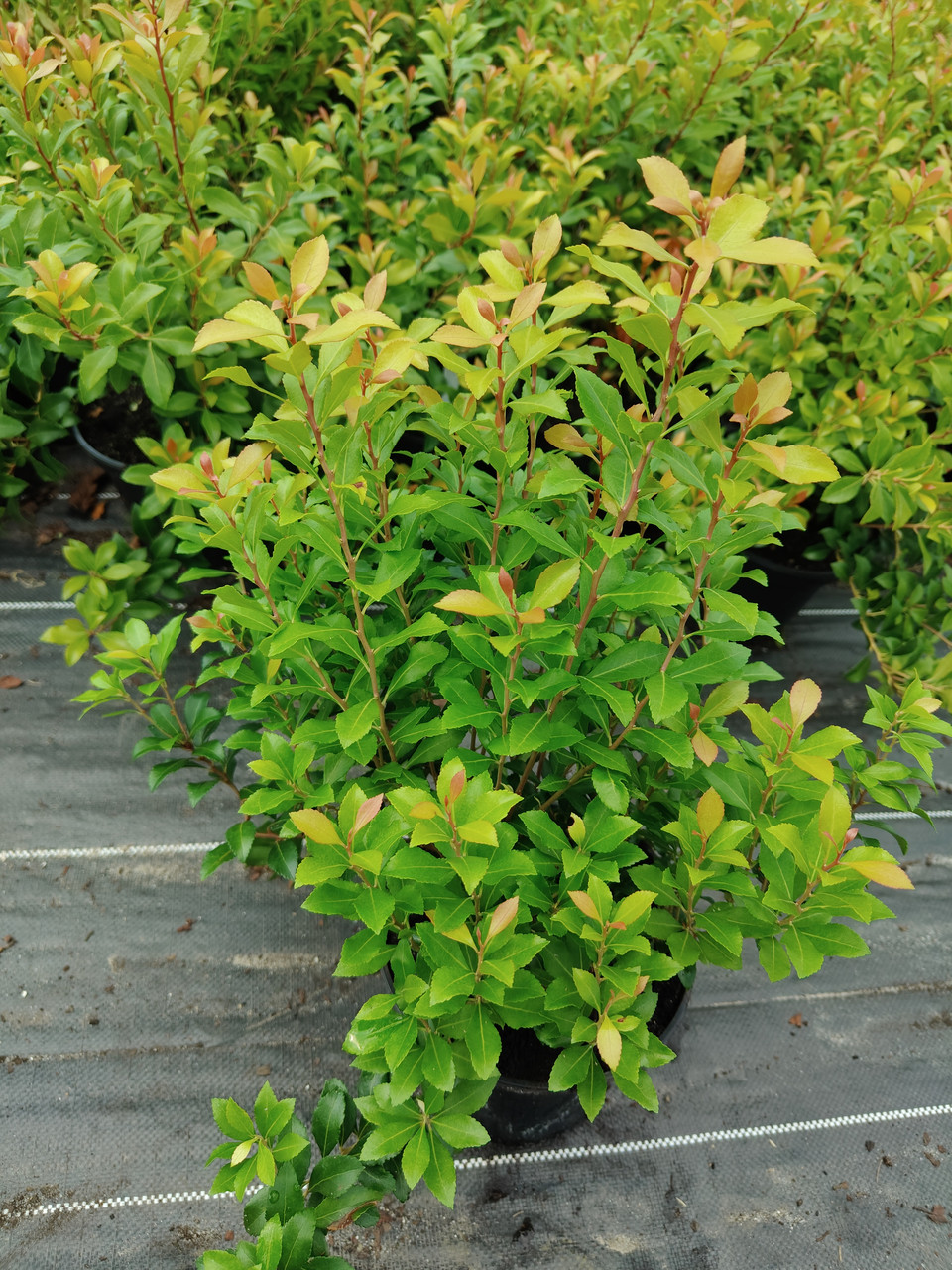 Пієрис японський "Літл Хелз Грін", Pieris japonica 'Little Heath Green', С1, 5 - Зображення 5