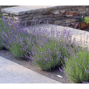 Лаванда вузьколиста (Lavandula angustifolia)