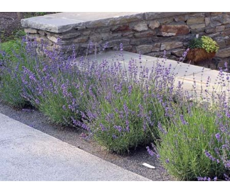 Лаванда вузьколиста (Lavandula angustifolia), С1, 5